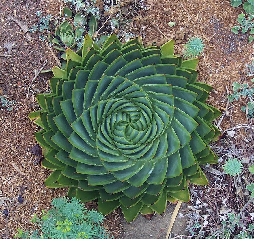 Spirale in Natura