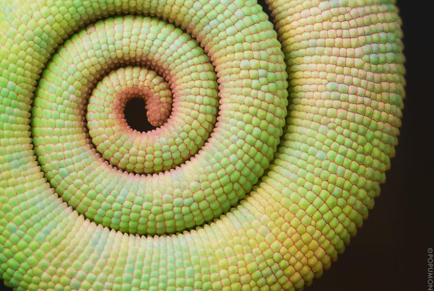 Spirale in Natura